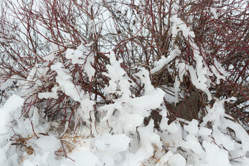 red shrub with winter ice formations by the edge of the lake