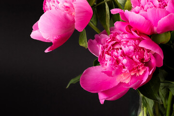Pink peony closeup on black background. Floral card, banner design. Selective focus