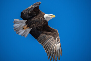 Bald Eagle in flight