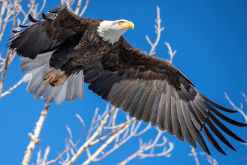 Bald Eagle in flight from tree