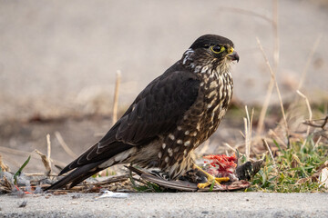 Merlin after successful hunt
