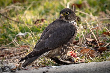Merlin on bird carcass