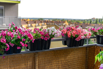 Blooming pink petunia flowers in pots hanging on the balcony.