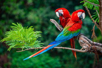 two scarlet macaws on a branch - obrazy, fototapety, plakaty