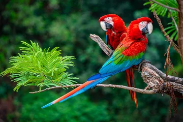 Schilderijen op glas two scarlet macaws on a branch © Tiffany
