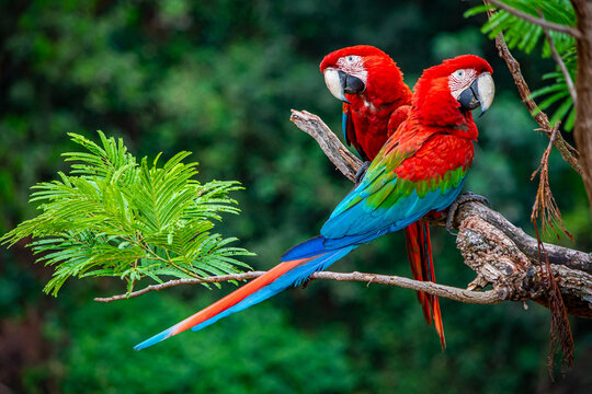 two scarlet macaws on a branch