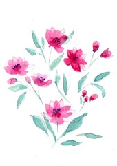 Watercolor pink flowers isolated on white background