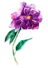 Watercolor purple peony illustration on white background