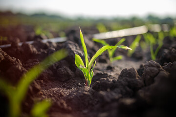 maize corn seedling in the agricultural plantation in the evening, Young green cereal plant growing in the cornfield, animal feed agricultural industry
