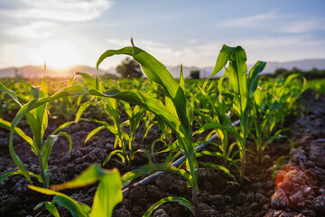 young green maize corn in the agricultural cornfield in the evening and light shines sunset, animal...