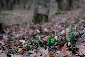 Flowers of a snowdrop or common snowdrop (Galanthus nivalis). Snowdrops after melting snow on autumn leaves. Snowdrops bloom in the wild forest in early spring.