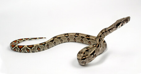 Abgottschlange // Red-tailed boa (Boa constrictor imperator) - Honduras