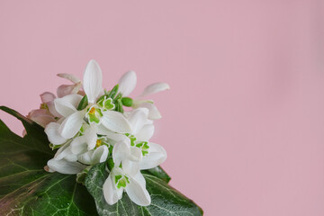 Flowers of a snowdrop or common snowdrop (Galanthus nivalis). Snowdrops with water drops on a pink background. Galanthus nivalis on the banner. Easter background. Soft focus. blurry art
