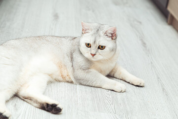 Fototapeta na wymiar British shorthair silver cat lies on the floor.