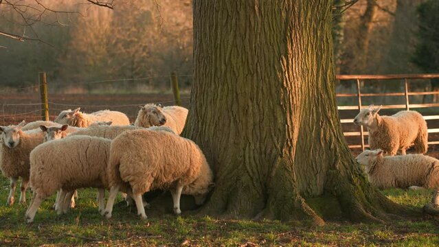 4K video clip of sheep standing by a tree in a field with a fence on a farm in golden evening sunlight