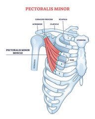 Pectoralis minor shoulder muscle anatomy with bone structure outline diagram. Labeled educational human chest, thorax, brisket, breast and bust as didactic board of muscular system vector illustration