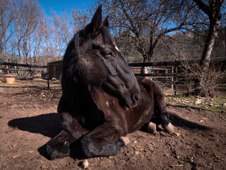 Black Hannoverian mare resting in her paddock on a sunny day.