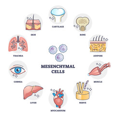 Mesenchymal stem cells multiple differentiation potential outline diagram. Labeled educational anatomical multipotent signaling examples with stromal cells variety in human body vector illustration. © VectorMine