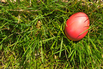 A red painted Easter egg on a fresh spring meadow in bright sunlight, top view, a copy of the space and a place for the text on the left