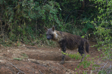Brown Hyena, Pilanesberg