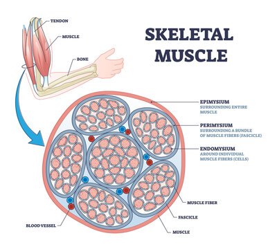 Skeletal muscle description with cross section structure outline diagram. Labeled educational epimysium, perimysium and endomysium location with anatomical muscular explanation vector illustration.