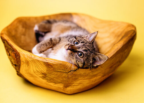 kotek kitty cat bura kicia w misce
