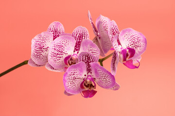 Fototapeta na wymiar Orchid flower on a pink background. Summer and spring backgrounds.