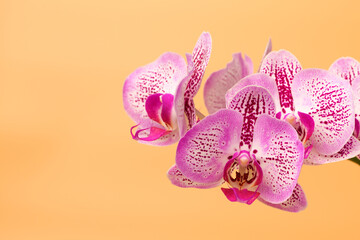 Close up Orchid flower on a orange background. Summer and spring backgrounds