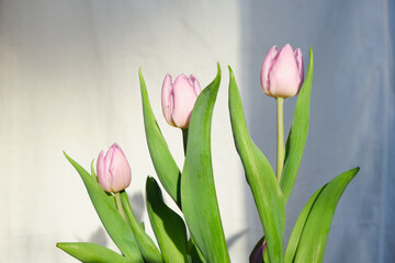 blooming tulips in the rays of sun light. spring time.