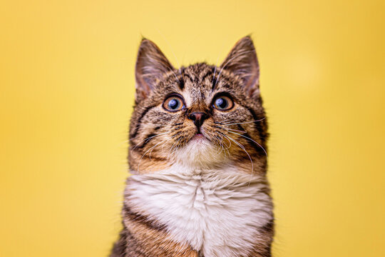kotek kitty cat bura kicia w misce