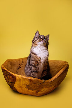 kotek kitty cat bura kicia w misce