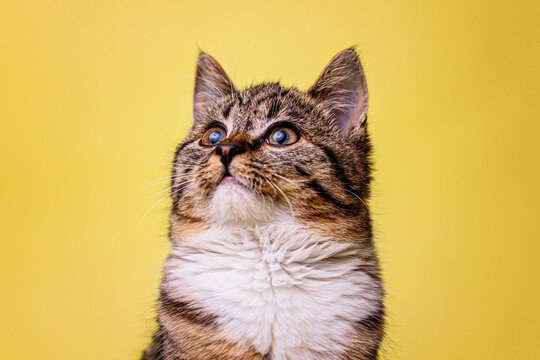 kotek kitty cat bura kicia w misce