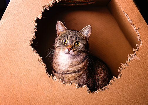 kotek kitty cat bura kicia w misce