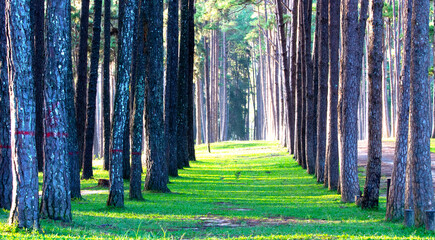 green grass in pine forest.