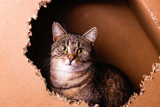 kotek kitty cat bura kicia w misce