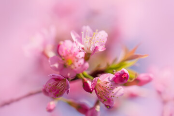 Prunus cerasoides are beautiful pink in nature