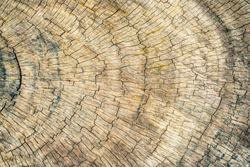 Fototapeta premium old wood texture, details of old wood, old wood background. 