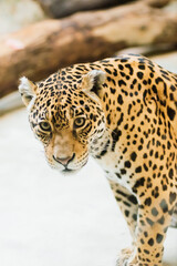 Fototapeta na wymiar Leopard pantera padus kotiya in the rock