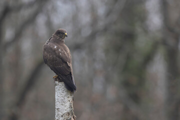Common Buzzard Buteo buteo in close view