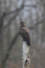 Common Buzzard Buteo buteo in close view