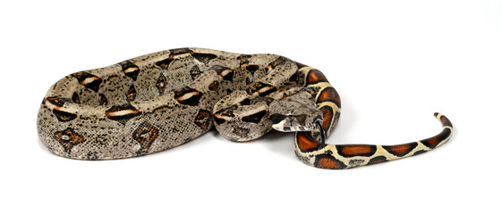Red-tailed boa // Abgottschlange (Boa constrictor imperator) - Honduras