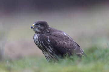 Common Buzzard Buteo buteo in close view
