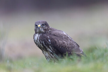 Common Buzzard Buteo buteo in close view