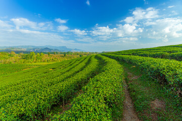 Fototapeta na wymiar Green tea field in morning