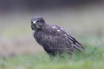 Fototapeta premium Common Buzzard Buteo buteo in close view