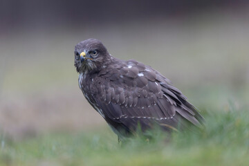 Common Buzzard Buteo buteo in close view