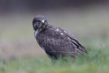 Common Buzzard Buteo buteo in close view
