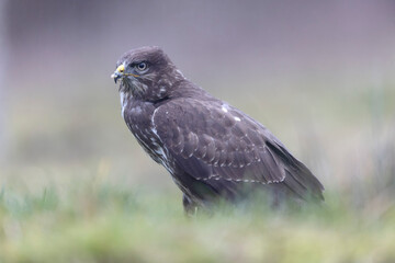 Common Buzzard Buteo buteo in close view