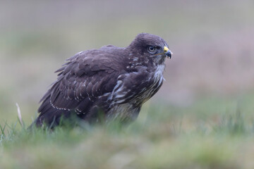 Common Buzzard Buteo buteo in close view