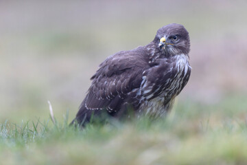 Common Buzzard Buteo buteo in close view